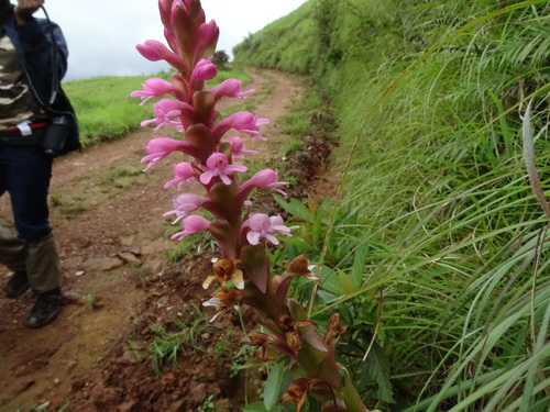 Image of Nepal Satyrium by no rights reserved