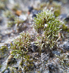 Bryum argenteum