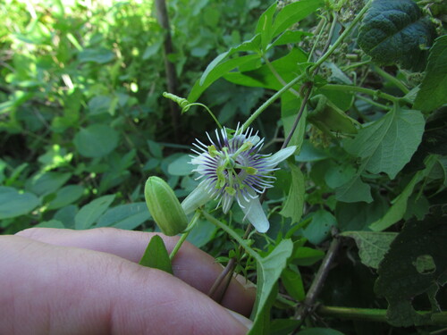 Image of Passiflora morifolia by (c) Matias Cabezas, some rights reserved (CC BY)