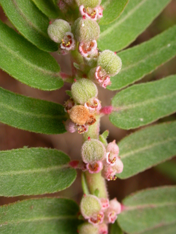 Euphorbia convolvuloides