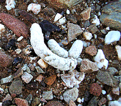 Anacampseros papyracea