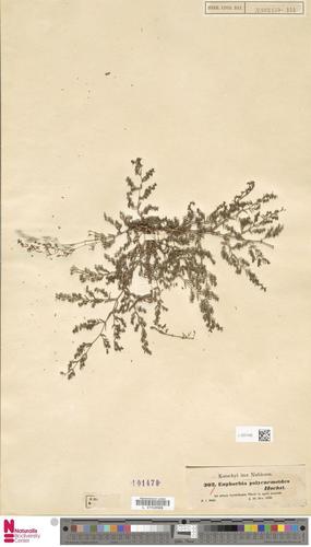 Euphorbia polycnemoides