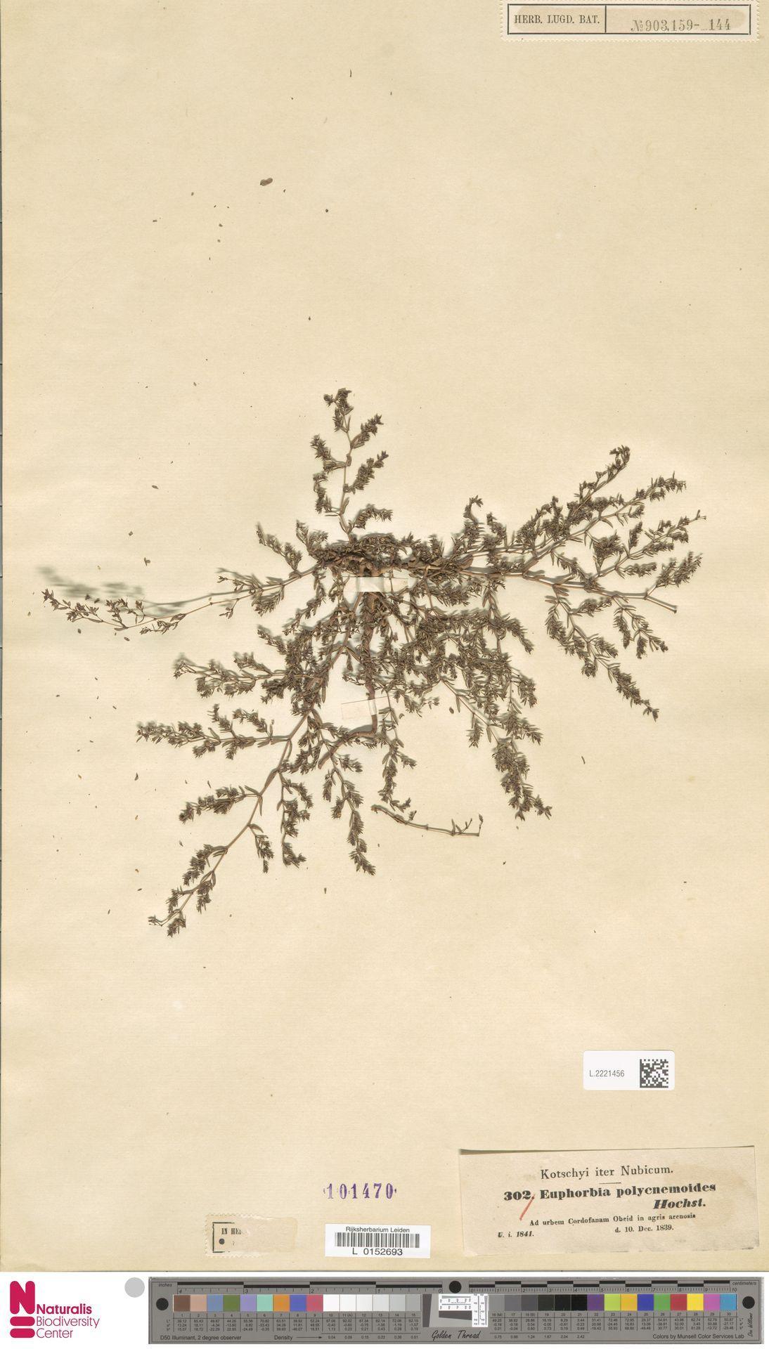 Euphorbia polycnemoides