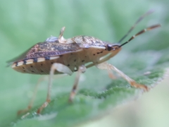 Podisus placidus