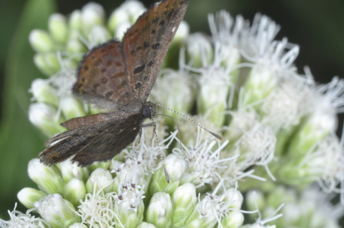 Image of Austroeupatorium inulifolium by (c) aacocucci, some rights reserved (CC BY)
