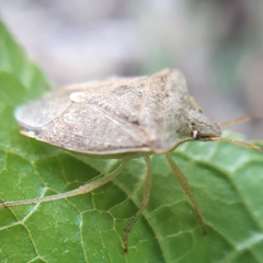 Euschistus servus euschistoides