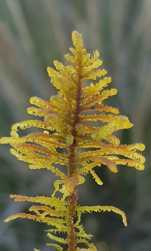 Image of Palustriella commutata by no rights reserved