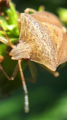 Euschistus servus euschistoides