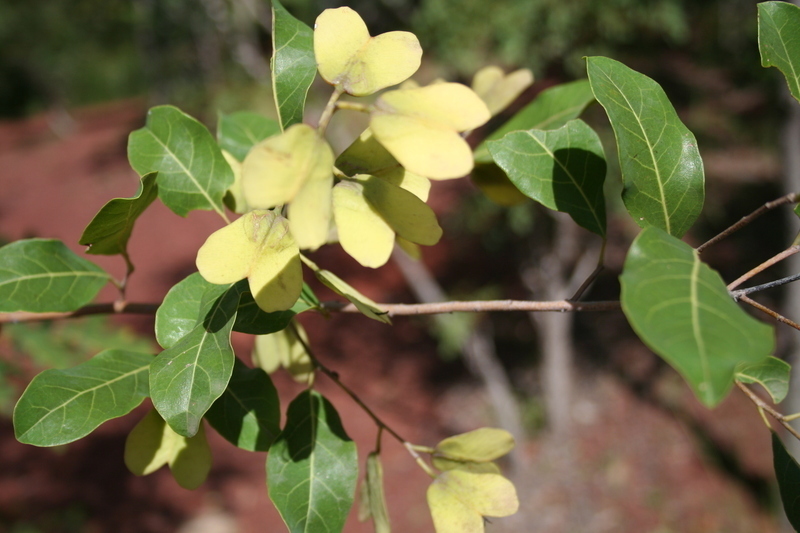 Hymenocardia acida