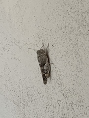 Leprus