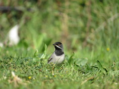 Curruca ruppeli