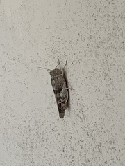 Leprus
