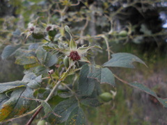 Rosa tomentosa