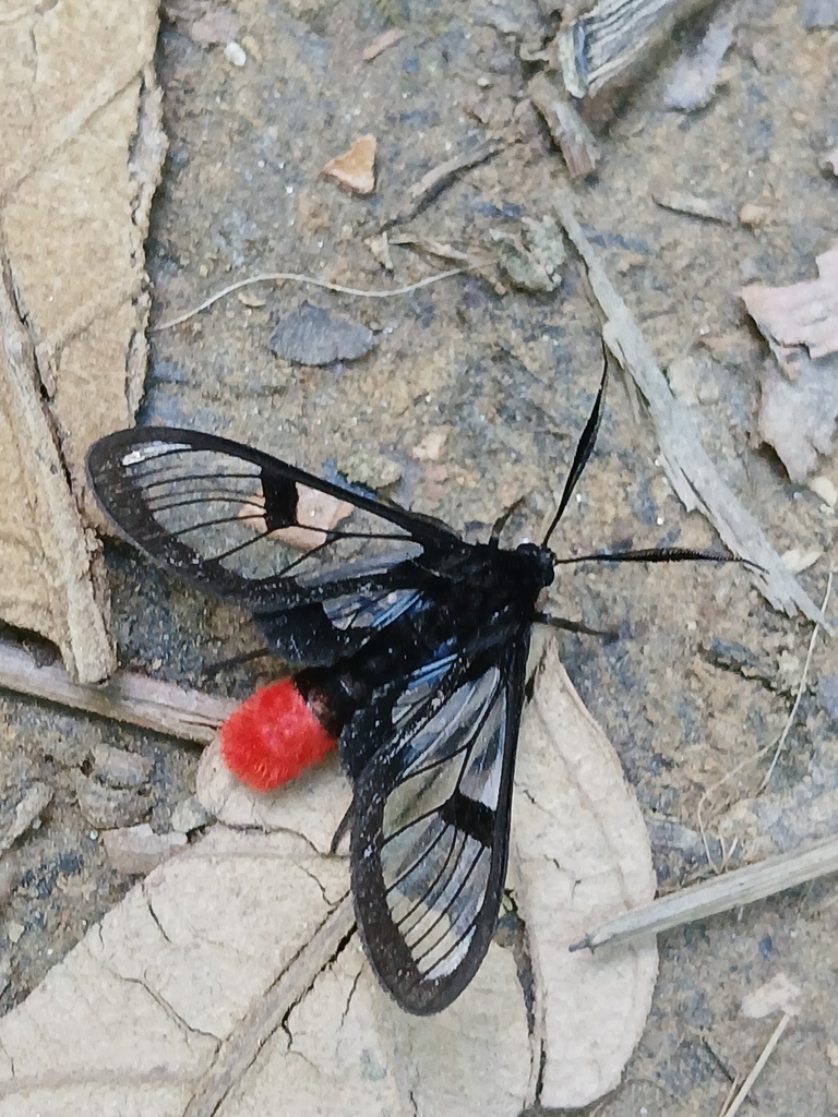 Aethria analis
