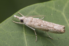 Culladia hastiferalis