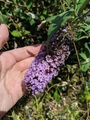 Buddleja davidii