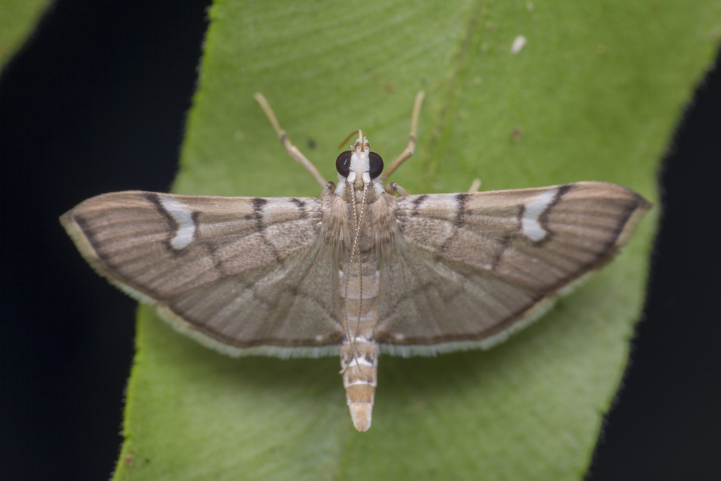 Chalcidoptera