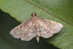 Protonoceras