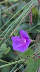 Ipomoea dumetorum, photograph author not stated, no rights reserved