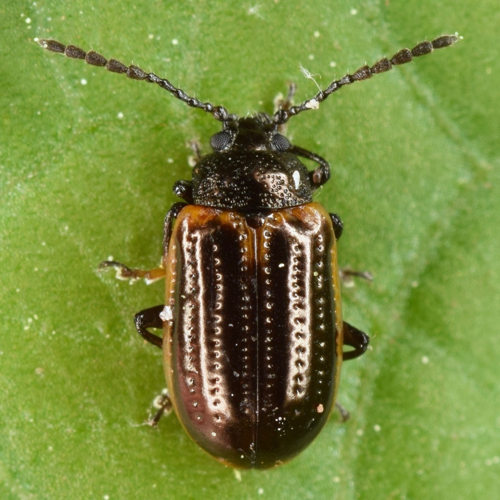 Yellowmargined Leaf Beetle