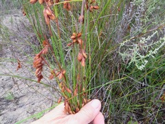 Staberoha distachyos