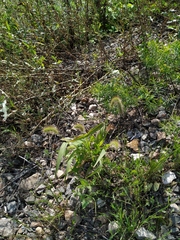 Setaria viridis pycnocoma