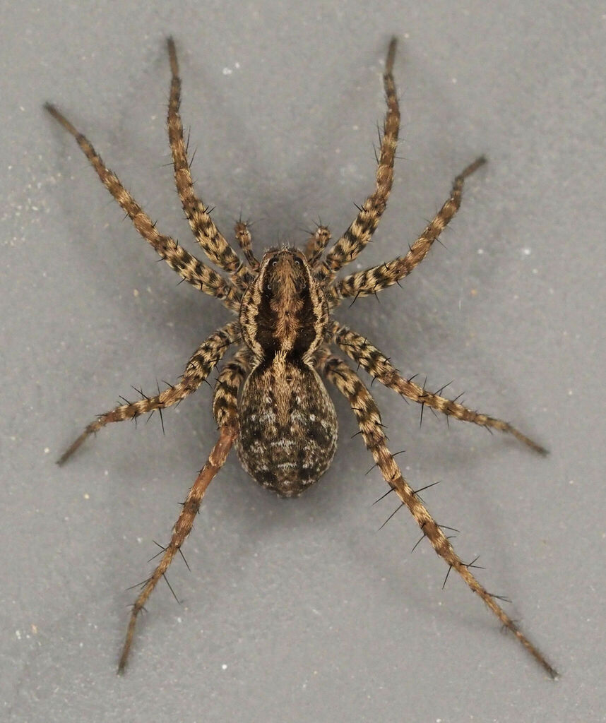 Pardosa falcifera