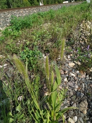 Setaria viridis pycnocoma