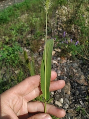Setaria viridis pycnocoma