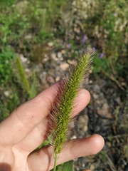 Setaria viridis pycnocoma