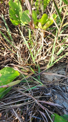 Image of Ischaemum triticeum by no rights reserved