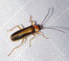 Rhagonycha mollis