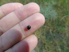 Coptosoma scutellatum
