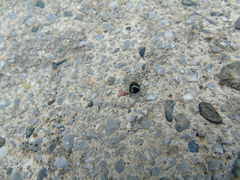 Coptosoma scutellatum