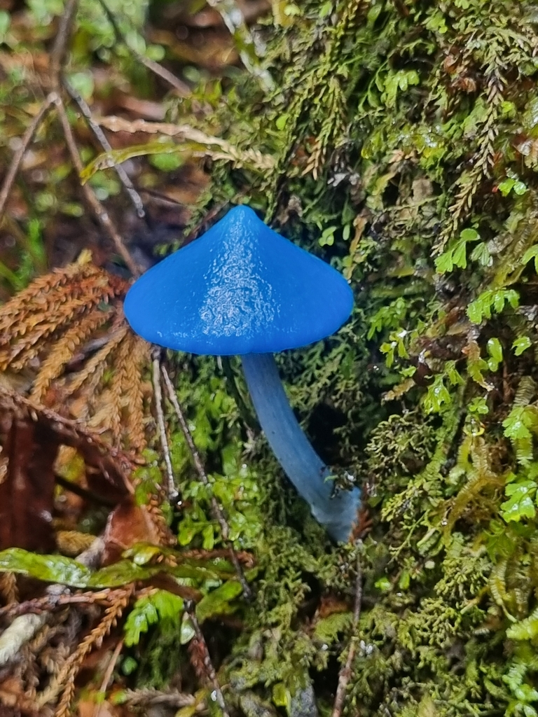 Entoloma hochstetteri · April 2025 · photo: © mircaf (iNaturalist, cc-by)