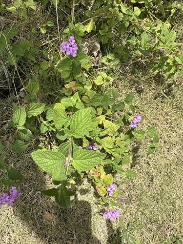 Lantana montevidensis observed 2025-04-06