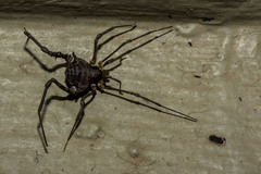 Gonyleptinae