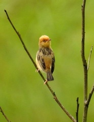 Golden-Headed Cisticola photo 4
