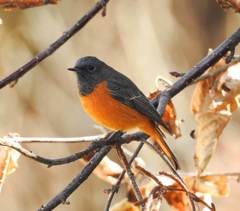 Phoenicurus frontalis