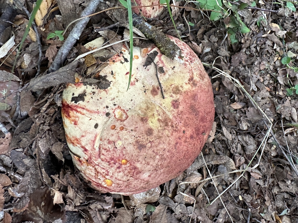 Butyriboletus loyo · April 2025 · photo: © nitsuga74 (iNaturalist, cc-by)