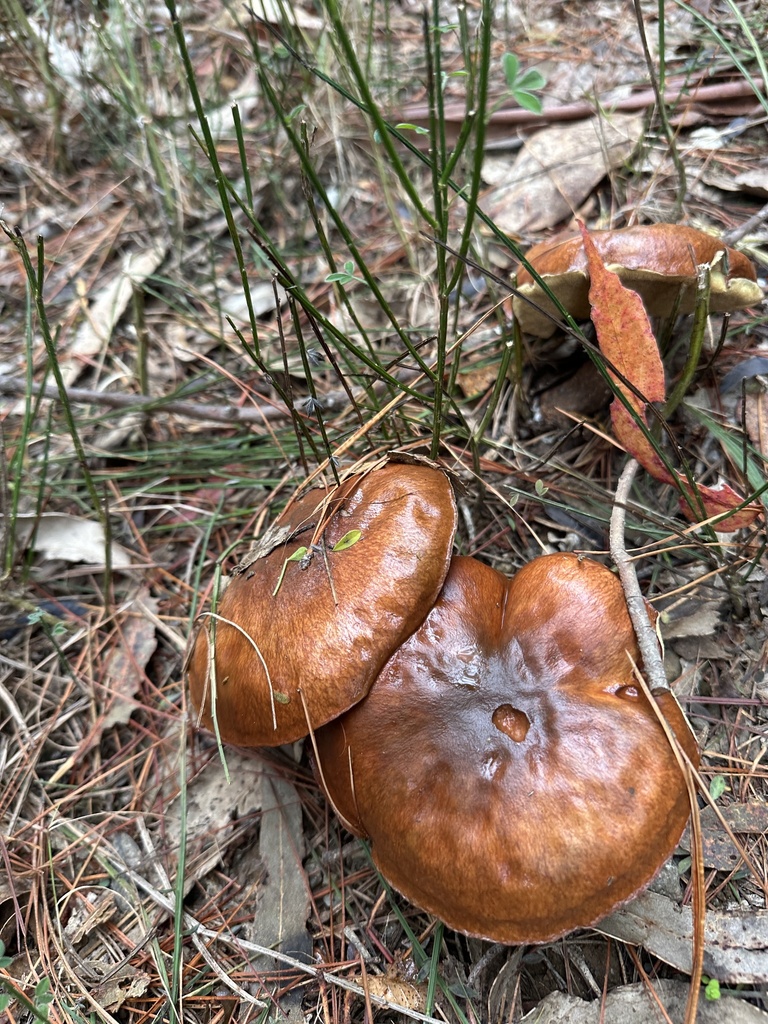 Suillus luteus · April 2025 · photo: © nitsuga74 (iNaturalist, cc-by)