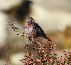 Carpodacus pulcherrimus