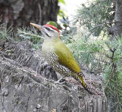 Picus squamatus