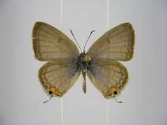 Euchrysops barkeri