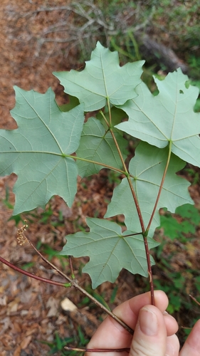 Image of Acer floridanum by (c) Athena Philips, some rights reserved (CC BY)