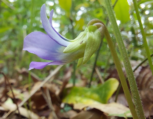 Image of Viola septemloba by (c) Athena Philips, some rights reserved (CC BY)