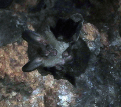 Chrotopterus auritus