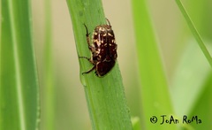 Euphoria leucographa