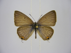 Euchrysops barkeri