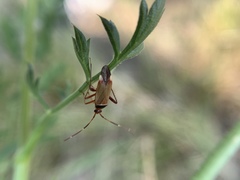Adelphocoris vandalicus